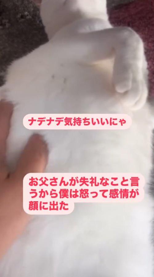 寝そべっている猫の体を撫でる男性