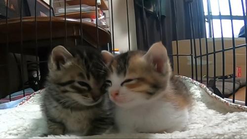 顔を寄せるふたり
