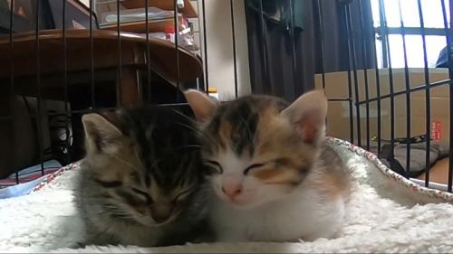 顔を寄せて目を瞑るふたり