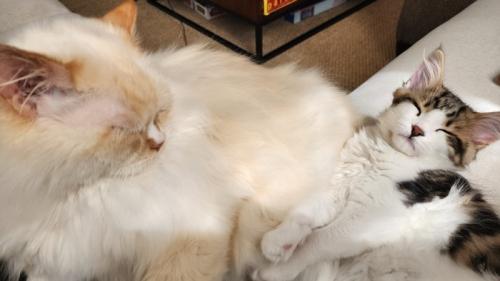 成猫にくっついて寝ている子猫