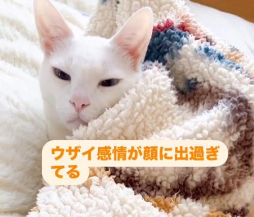 薄めを開けて女性から視線を逸らす猫