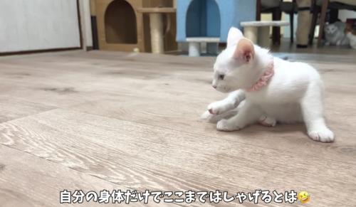 遊ぶ猫