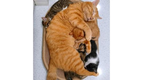 寝ている猫たち