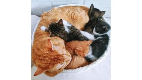 寝ている猫たち