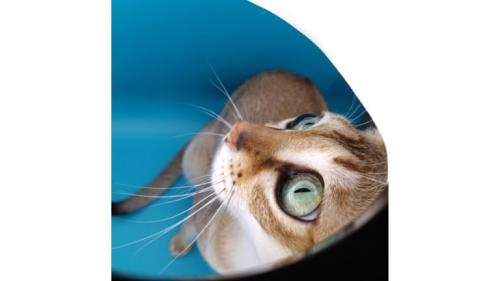 小型スタジオにいる猫