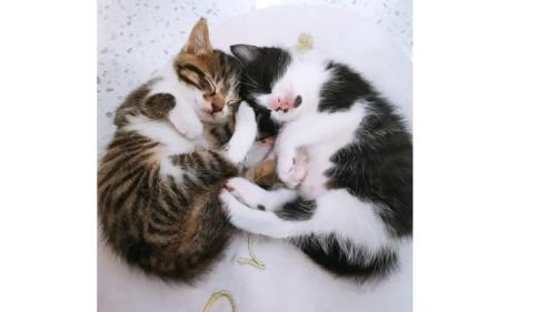 寝ている猫たち