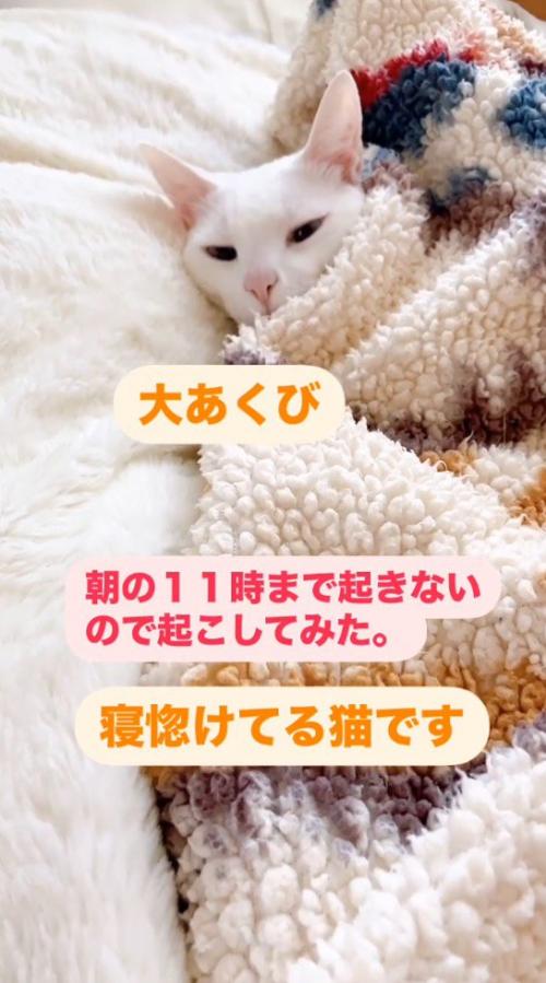 布団を被って女性を見つめる猫