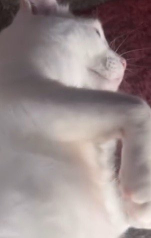 男性に体を撫でられてうっとりしている猫