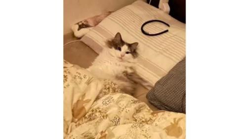 ベッドにいる猫