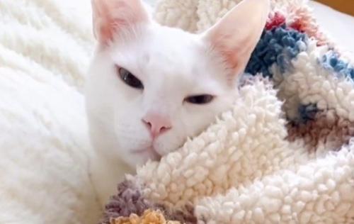 女性に話しかけられて目をしばたたかせる猫