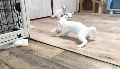 3匹で遊ぶ猫
