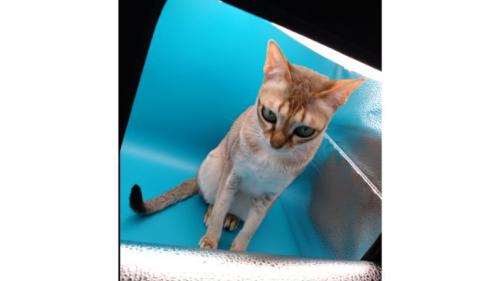 小型スタジオにいる猫