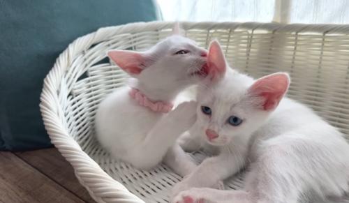 グルーミングする猫