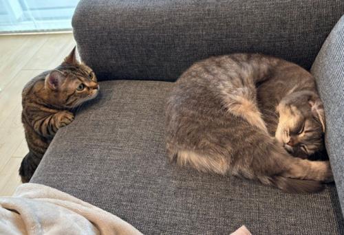 ソファで眠る猫と、それを見る猫