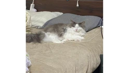 室内にいる猫