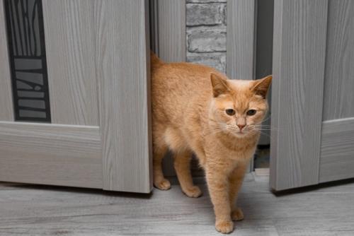 ドアから入ってくる猫
