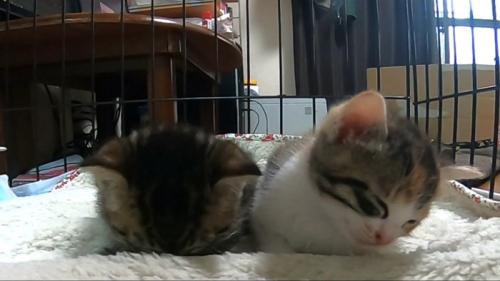 ごめん寝と傾く頭