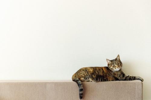 しっぽを垂らして座る猫