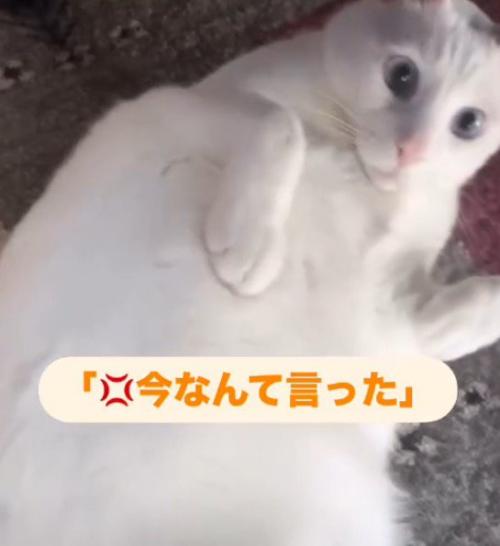 素早く男性を見つめる猫