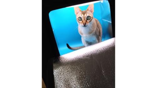 小型スタジオにいる猫