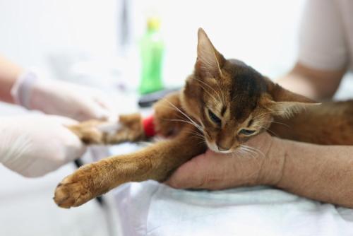 動物病院で採血をする猫