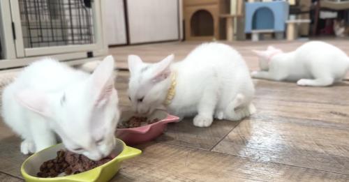 床でくつろぐ3匹の猫