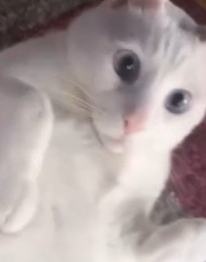 目を見開いて男性を見つめる猫