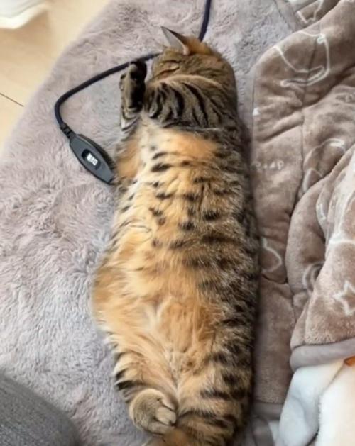 両手をクロスする猫