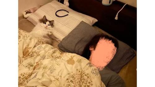 ベッドにいる猫