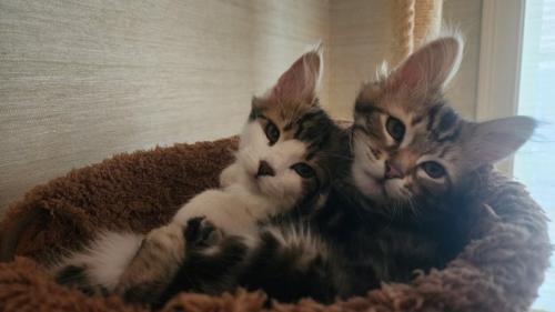 ハンモックにくっついて乗る子猫たち