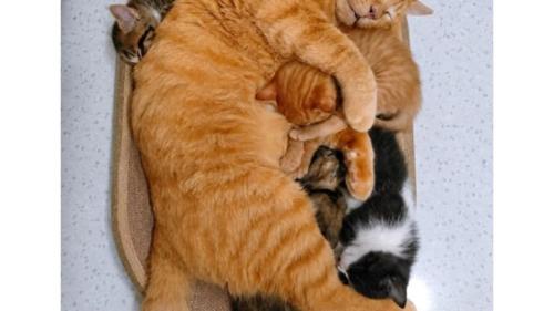 寝ている猫たち