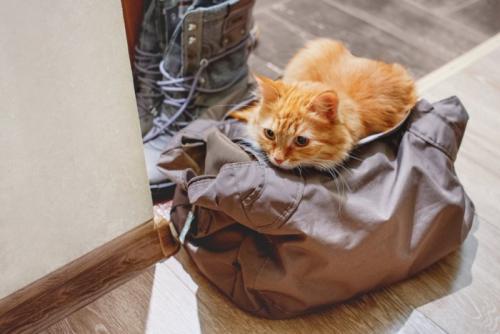 バッグに乗る猫