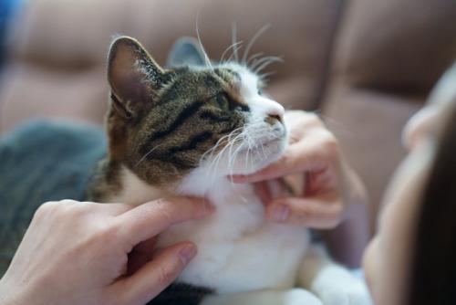 飼い主を見つめる猫