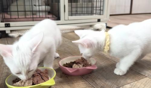 ご飯を食べる猫