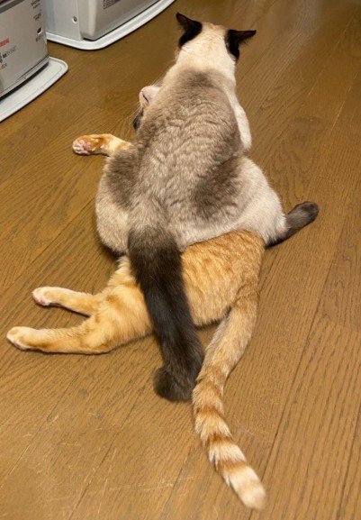 猫の上に乗る猫