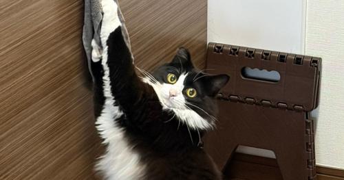 キッチンにいた猫