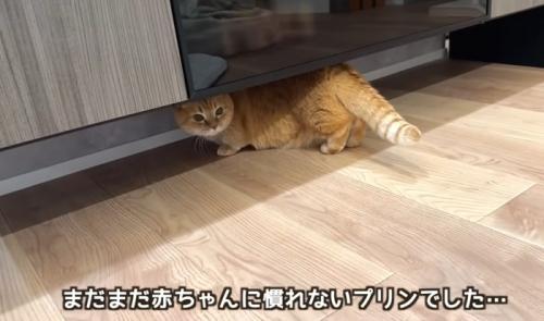物陰に隠れる猫