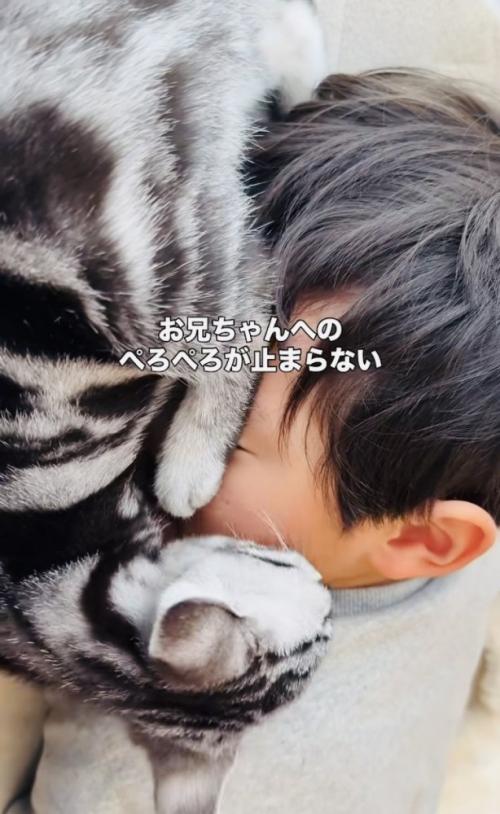 お兄ちゃんの顔を舐める子猫