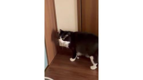 キッチンにいた猫
