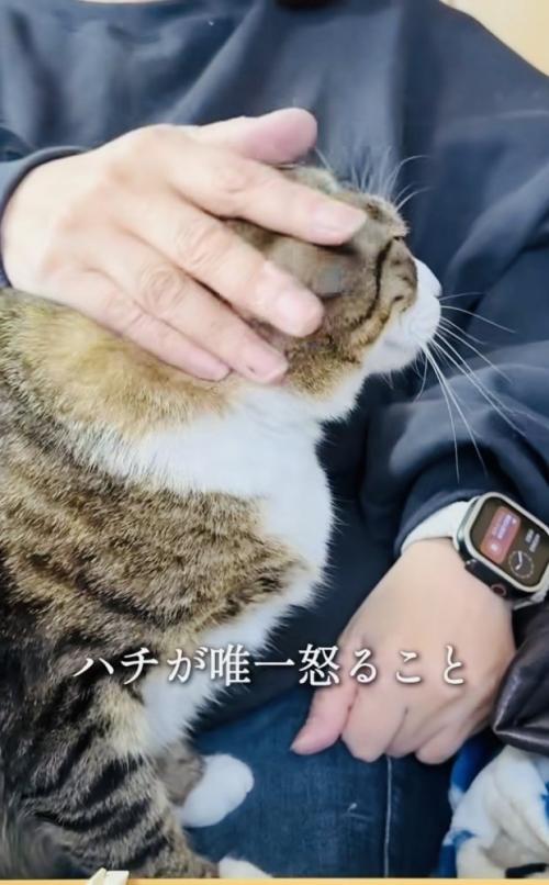 投稿主さんの膝の上で甘えるキジ白猫