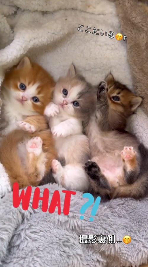 横一列に並ぶ3匹の子猫