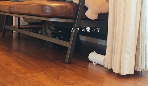 ソファーの下に隠れている猫