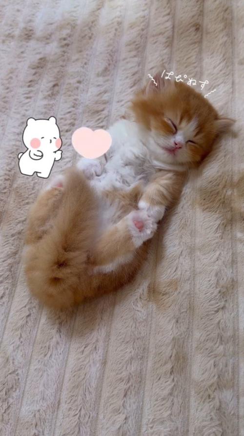 カーペットの上で仰向けになって気持ち良さそうに眠る子猫