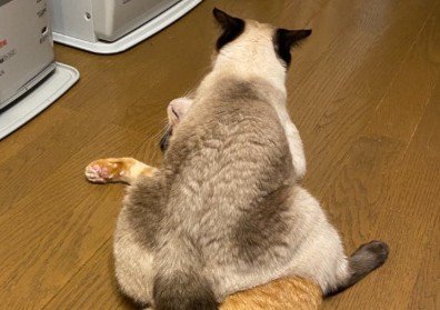 どっしりとした猫の後ろ姿