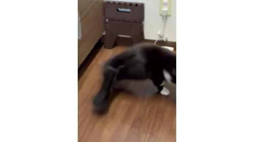 キッチンにいた猫