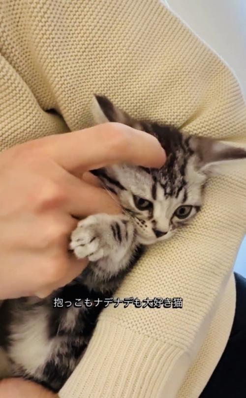 飼い主さんに抱っこされたまま撫でられる子猫