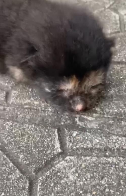 道路に落ちていた小梅ちゃん