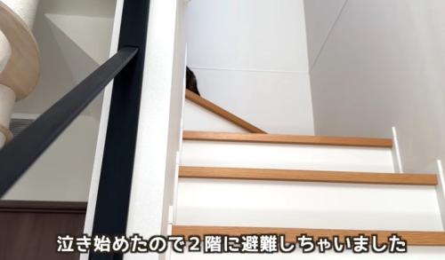 階段をのぼって二階にあがっていく猫