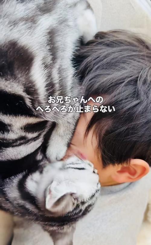 お兄ちゃんの顔を舐める子猫