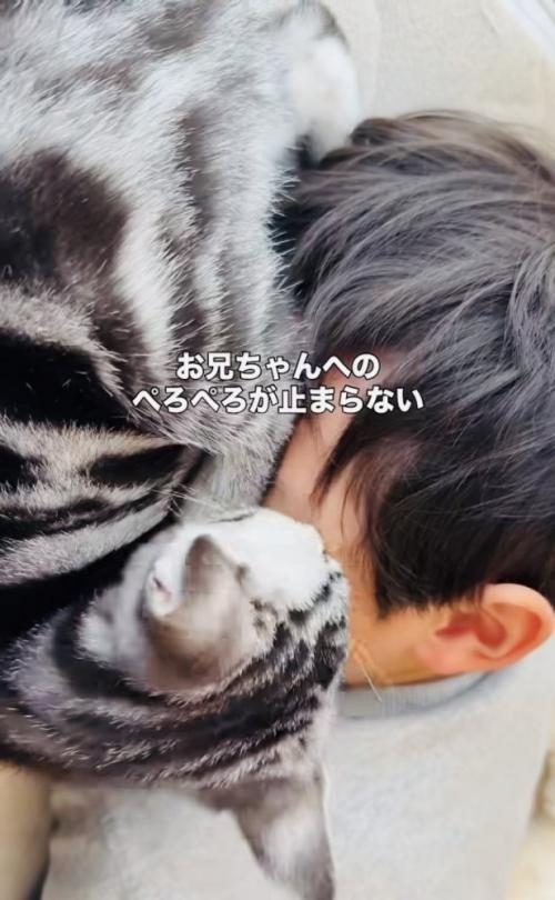 お兄ちゃんの顔を舐める子猫